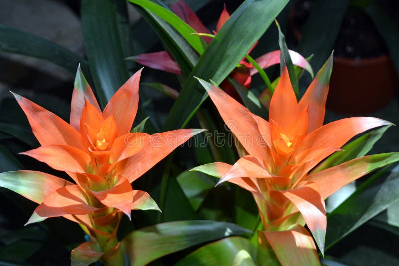 Flor da família Bromeliaceae num dia de verão fotos de stock