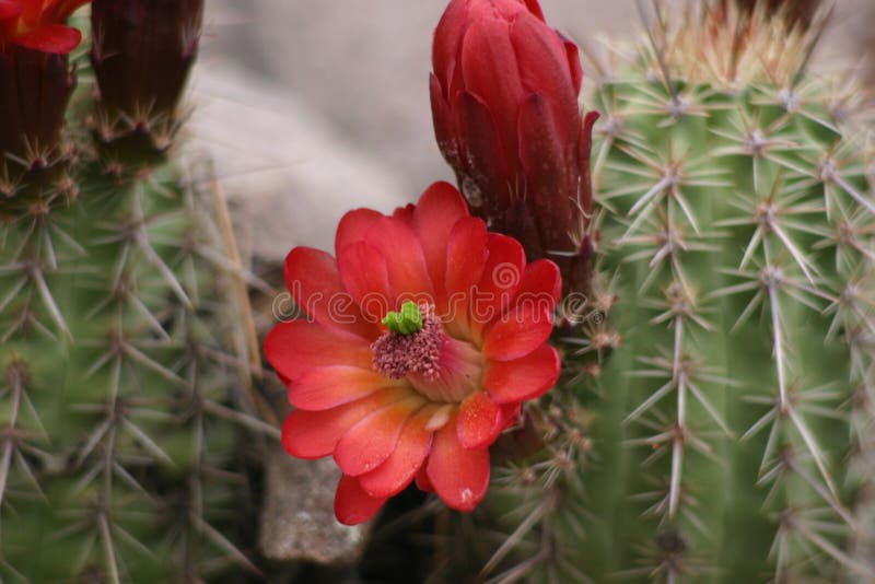 Download Flor do cacto imagem de stock. Imagem de southeastern, ainda - 56495