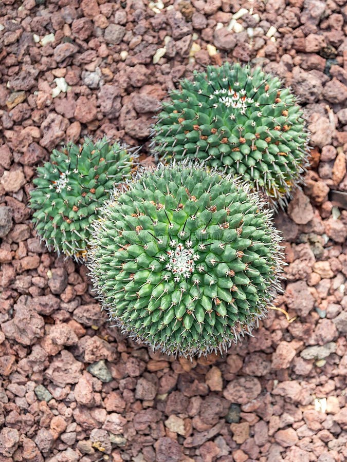 Flor do cacto de Mickey imagem de stock. Imagem de quente - 106281509