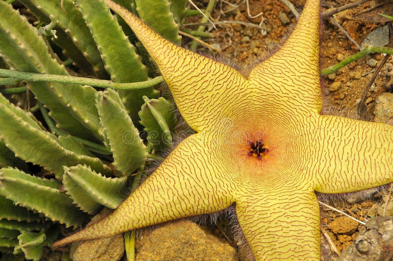 Planta Carnuda De Gigantea Do Stapelia Do Cacto Da Estrela Do Mar Imagem de  Stock - Imagem de botânica, potenciômetro: 108177509