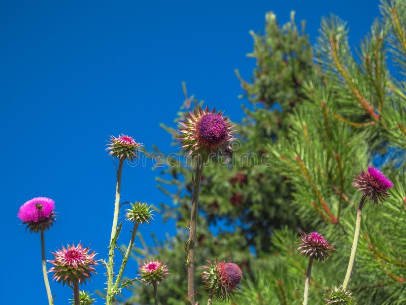 Milk thistle flower silybum marianum (cardo flower) - Patagonia - Bariloche - Argentina. Milk thistle flower silybum marianum (cardo flower) - Patagonia - Bariloche - Argentina