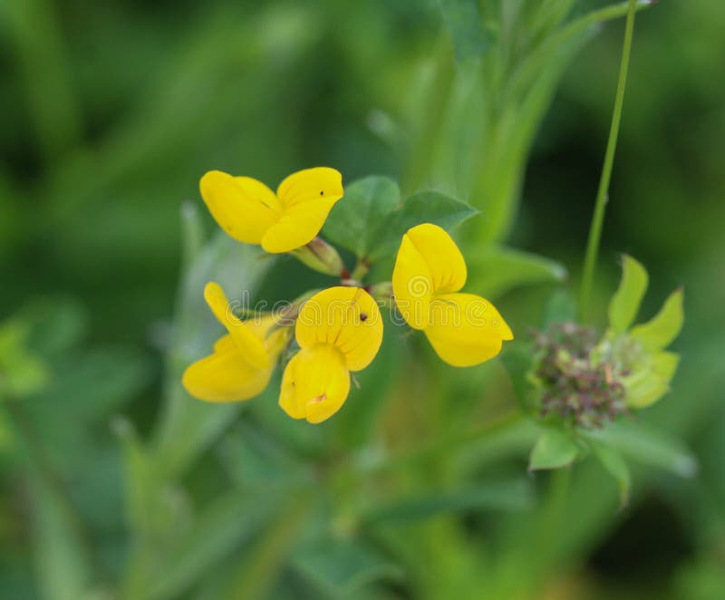 A flor do corniculatus de Lotus, nomes comuns inclui o trefoil do pé do pássaro comum, os ovos e o bacon e apenas o trefoil do pé foto de stock A flor do corniculatus de Lotus, nomes comuns inclui o trefoil do pé do pássaro comum, os ovos e o bacon e apenas o trefoil do pé foto de stock