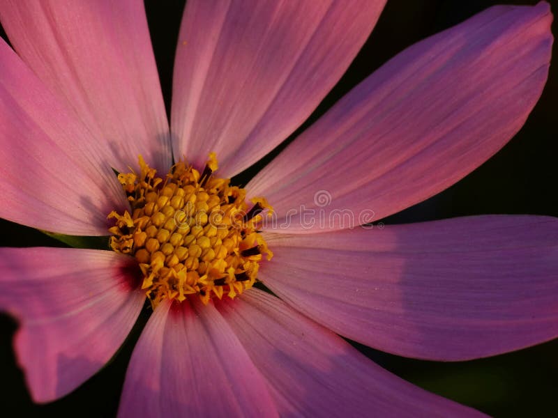 Flor do cosmos em detalhe foto de stock royalty free Flor do cosmos em detalhe foto de stock royalty free