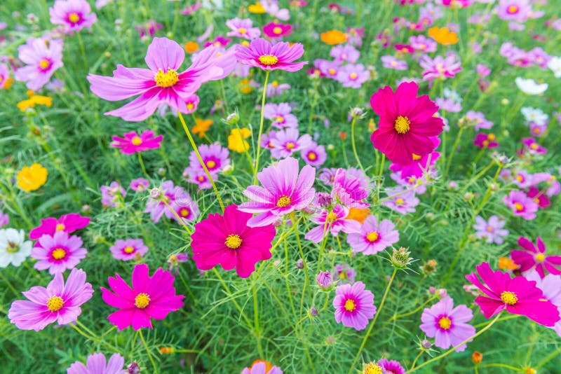 Flor do cosmos no jardim imagens de stock Flor do cosmos no jardim imagens de stock