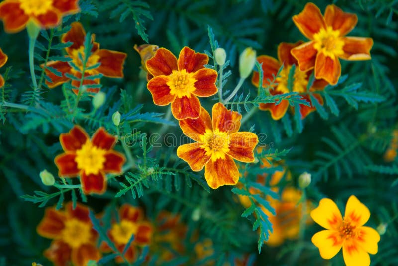 Flor Do Cravo-de-defunto Do Sinete Foto de Stock - Imagem de flores, flor:  58125996