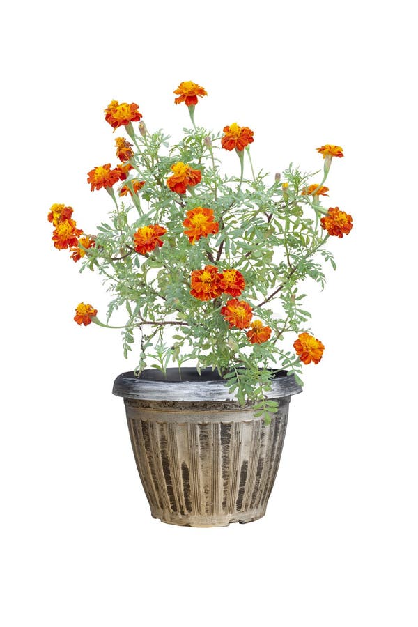 Flor do cravo-de-defunto francês ou do calendula que floresce no potenciômetro isolado no fundo branco imagens de stock royalty free Flor do cravo-de-defunto francês ou do calendula que floresce no potenciômetro isolado no fundo branco imagens de stock royalty free