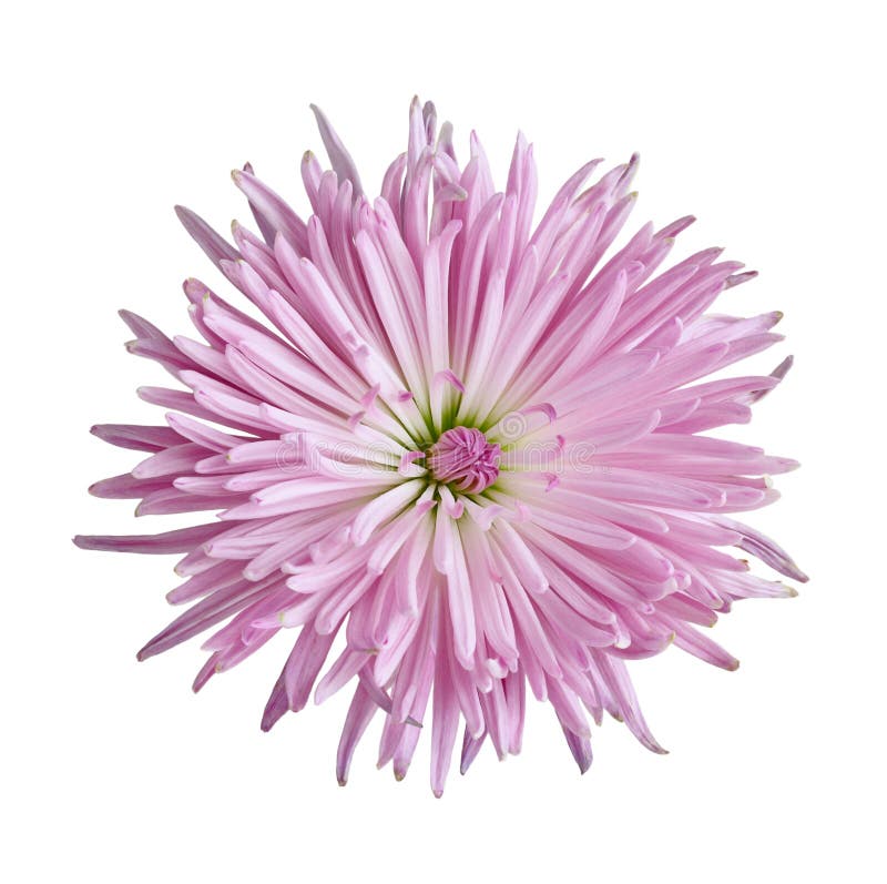 Flor do crisântemo foto de stock Flor do crisântemo foto de stock