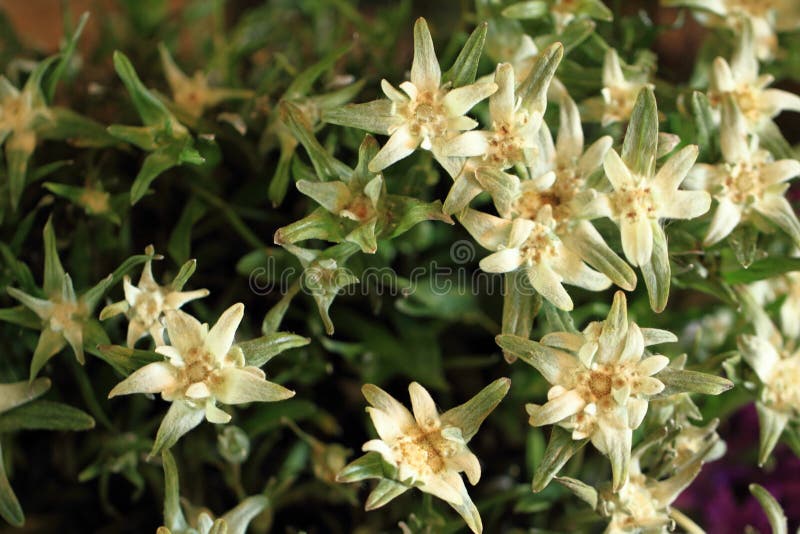 Flor do cume dos edelvais imagens de stock Flor do cume dos edelvais imagens de stock