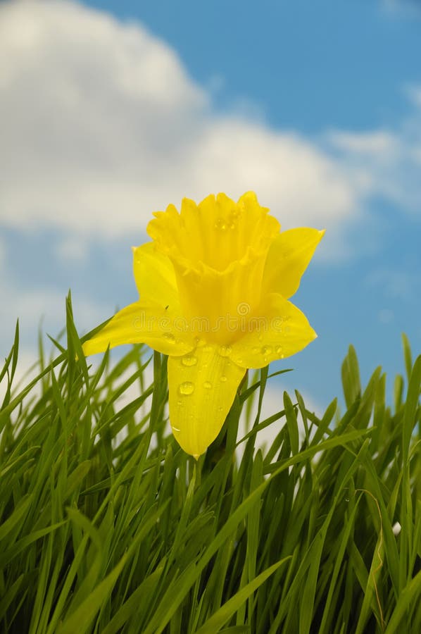 Daffodil with water drops is growing in green grass. In the background you can see a blue and cloudy sky. Daffodil with water drops is growing in green grass. In the background you can see a blue and cloudy sky.