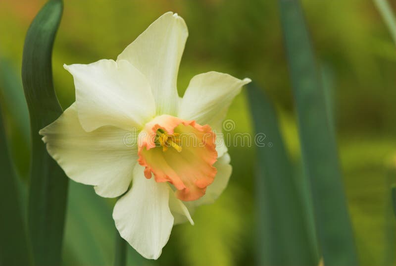 Macro view of daffodil flower in bloom with green nature background. Macro view of daffodil flower in bloom with green nature background.