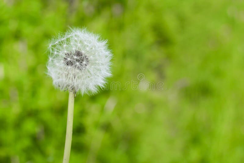 Flor do dente-de-leão no fundo verde borrado da natureza fotos de stock Flor do dente-de-leão no fundo verde borrado da natureza fotos de stock