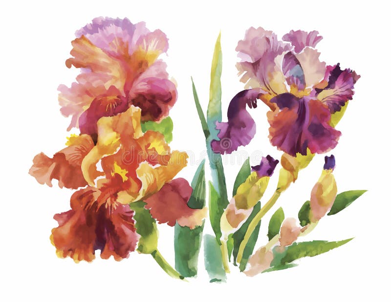 Flor do desenho da íris pela aquarela, ilustração tirada mão do vetor ilustração royalty free Flor do desenho da íris pela aquarela, ilustração tirada mão do vetor ilustração royalty free