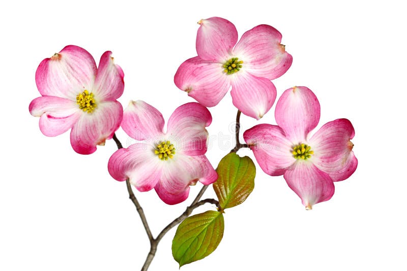 Flor de Cornal Vermelho foto de stock royalty free