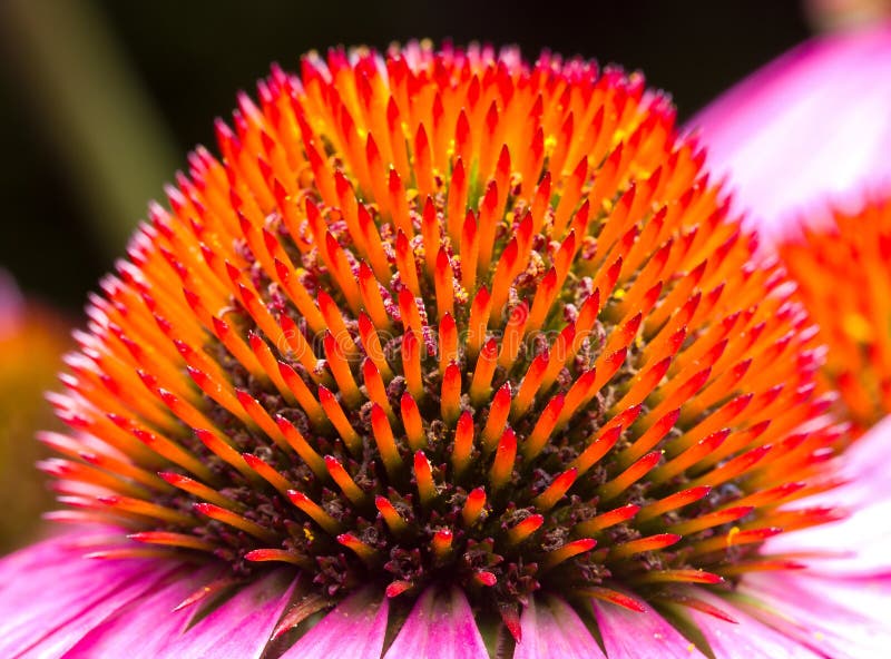 Close-up echinacea flower, macro shot. Close-up echinacea flower, macro shot