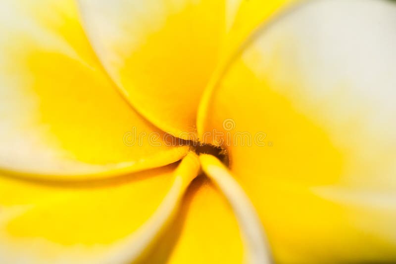 Flor do Frangipani/Plumeria foto de stock Flor do Frangipani/Plumeria foto de stock