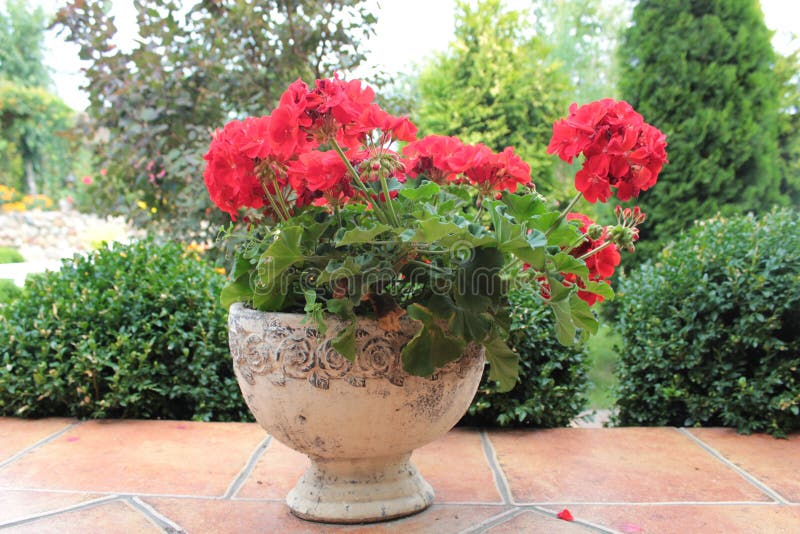 Flor Do Gerânio No Vaso De Flores Foto de Stock - Imagem de jardim,  vermelho: 44891672