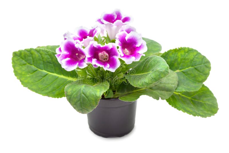 Flor do Gloxinia imagens de stock royalty free Flor do Gloxinia imagens de stock royalty free
