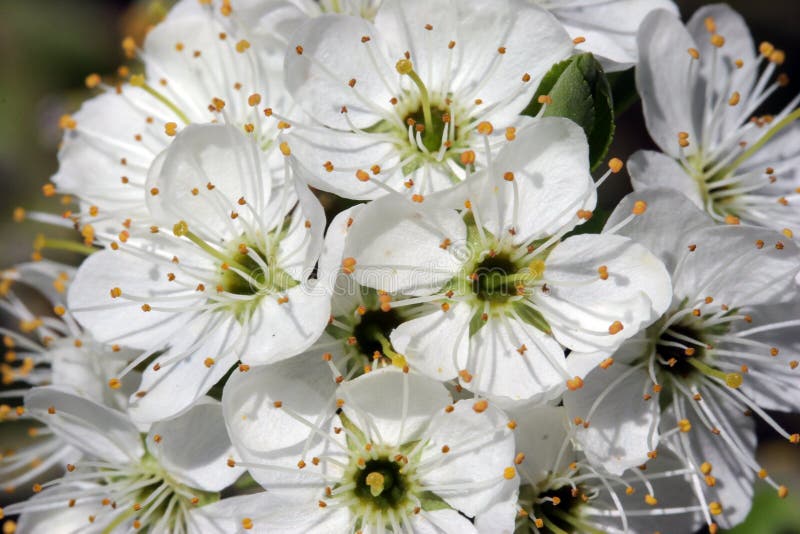 Flor do Hawthorn na luz solar foto de stock Flor do Hawthorn na luz solar foto de stock