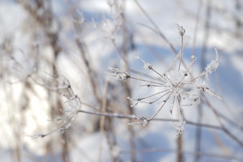 Winter Flower With Ice Crystals. Winter Photo. Winter Flower With Ice Crystals. Winter Photo.