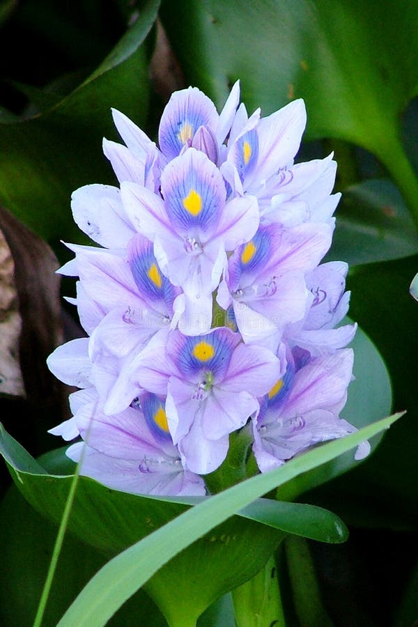 Flor do jacinto de água foto de stock. Imagem de lagos - 110384564