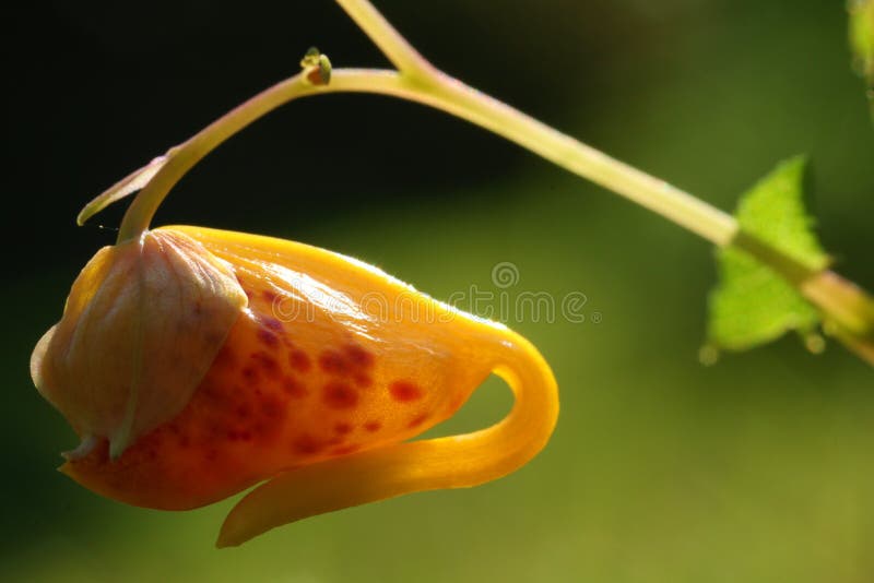 Flor do Jewelweed fotografia de stock royalty free Flor do Jewelweed fotografia de stock royalty free