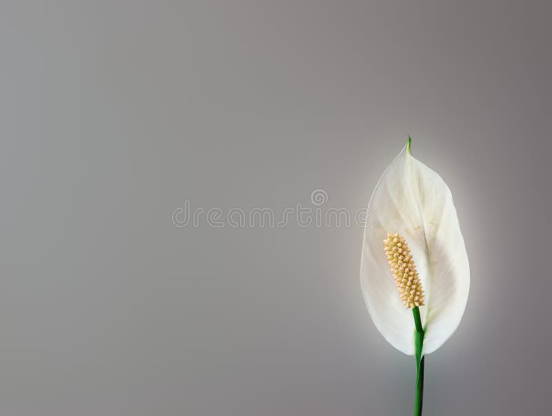 Flor do lírio de paz imagens de stock Flor do lírio de paz imagens de stock