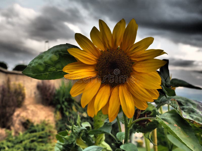 Flor Do Mês De Agosto : Girassol Foto de Stock - Imagem de oposto,  interessar: 195374292