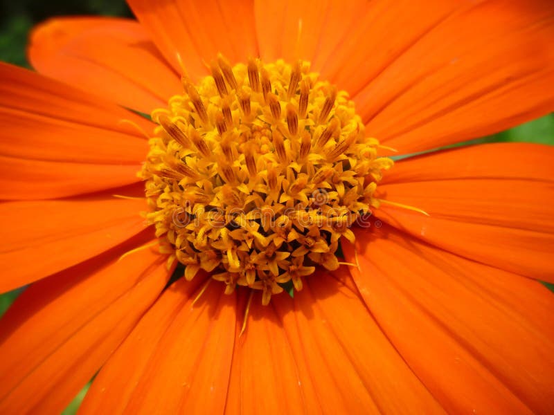 Macro photo of an orange summer flower. Macro photo of an orange summer flower.