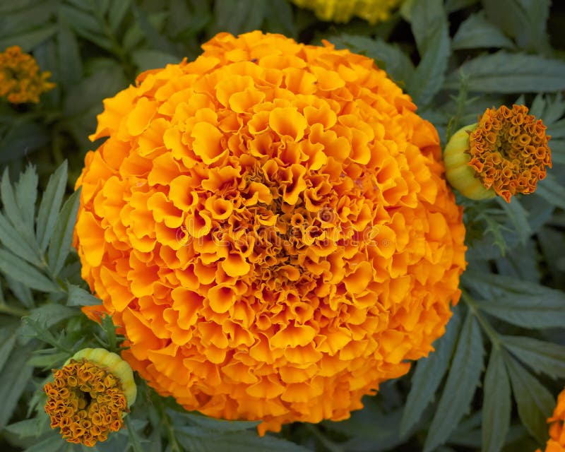 Flor do marigold de potenciômetro fotos de stock Flor do marigold de potenciômetro fotos de stock