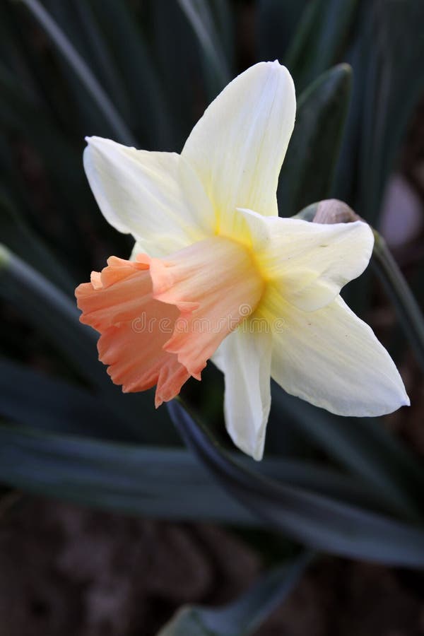 Daffodil, Narcissus, white and pink colored flower and dark green background pointed sharpened sheets. Daffodils are early spring flowering bulbs that are planted in the garden in the fall. Various names Including daffodil, daffadowndilly, narcissus, jonquil. Daffodil, Narcissus, white and pink colored flower and dark green background pointed sharpened sheets. Daffodils are early spring flowering bulbs that are planted in the garden in the fall. Various names Including daffodil, daffadowndilly, narcissus, jonquil.