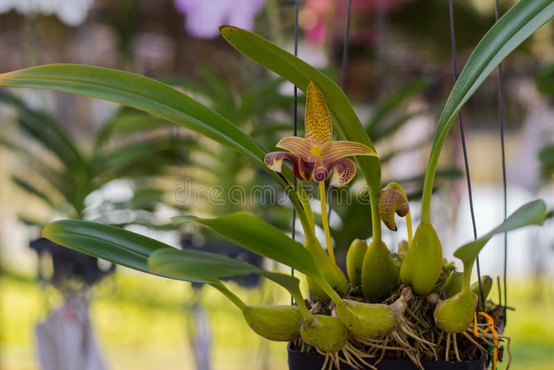 Flor do Paphiopedilum, da orquídea no jardim, fundo da natureza ou papel de parede fotos de stock royalty free Flor do Paphiopedilum, da orquídea no jardim, fundo da natureza ou papel de parede fotos de stock royalty free
