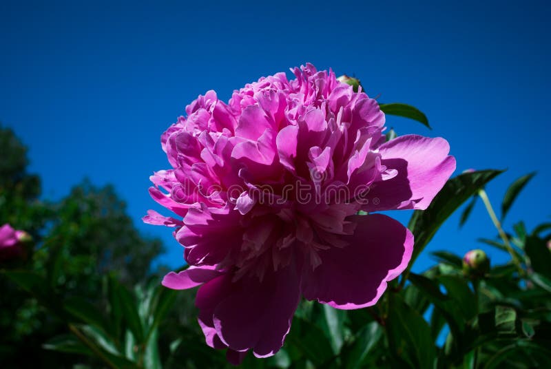 A flor do peão que cresce em um jardim do verão.