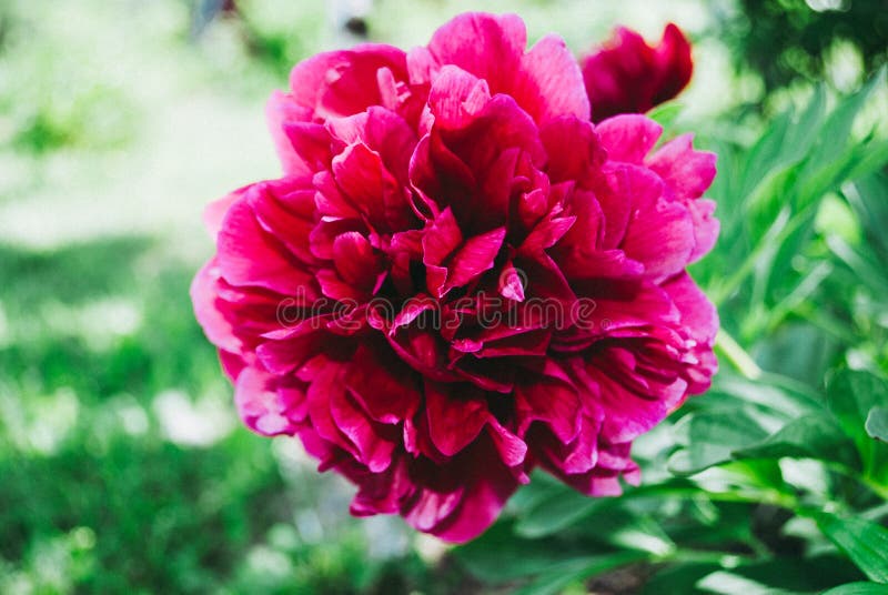 A flor do peão que cresce em um jardim do verão.