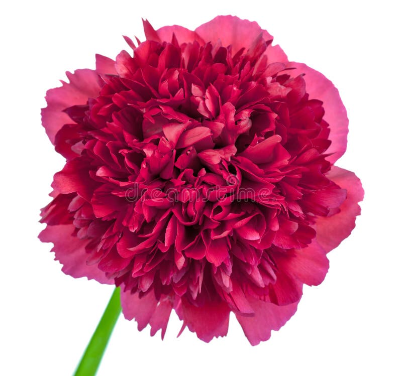 Flor do Peony imagens de stock Flor do Peony imagens de stock
