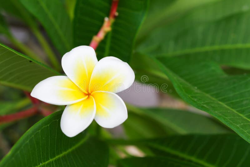 Flor Do Plumeria, Deserto Rosa Amarelo Bonito Foto de Stock - Imagem de  floral, jasmim: 90545852