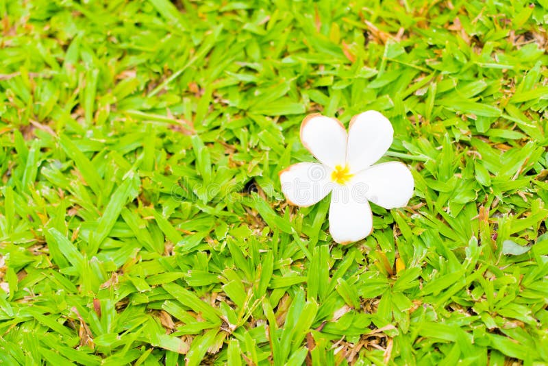 Flor do Plumeria no campo de grama imagem de stock royalty free Flor do Plumeria no campo de grama imagem de stock royalty free