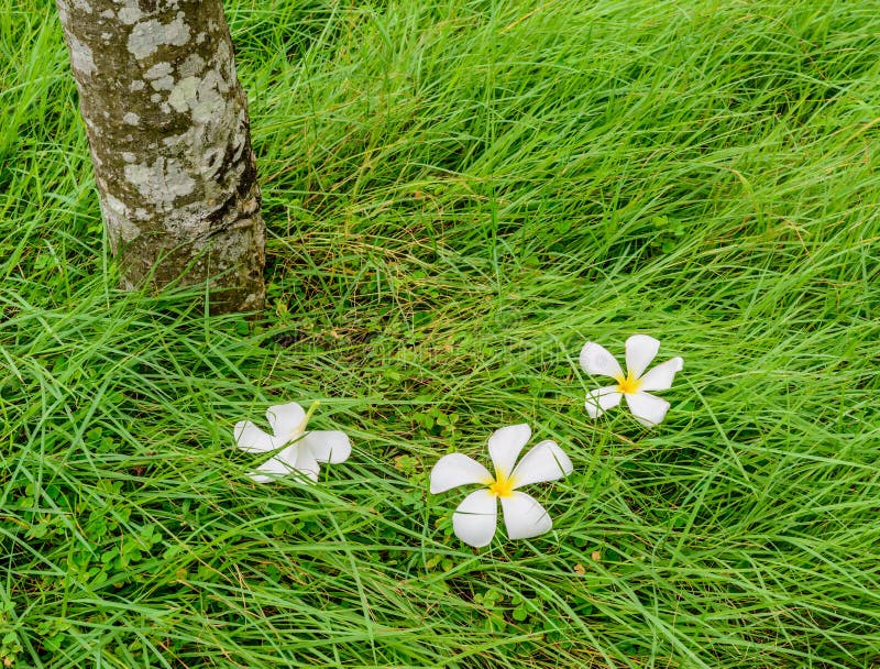 Flor do Plumeria no campo de grama verde fotos de stock Flor do Plumeria no campo de grama verde fotos de stock