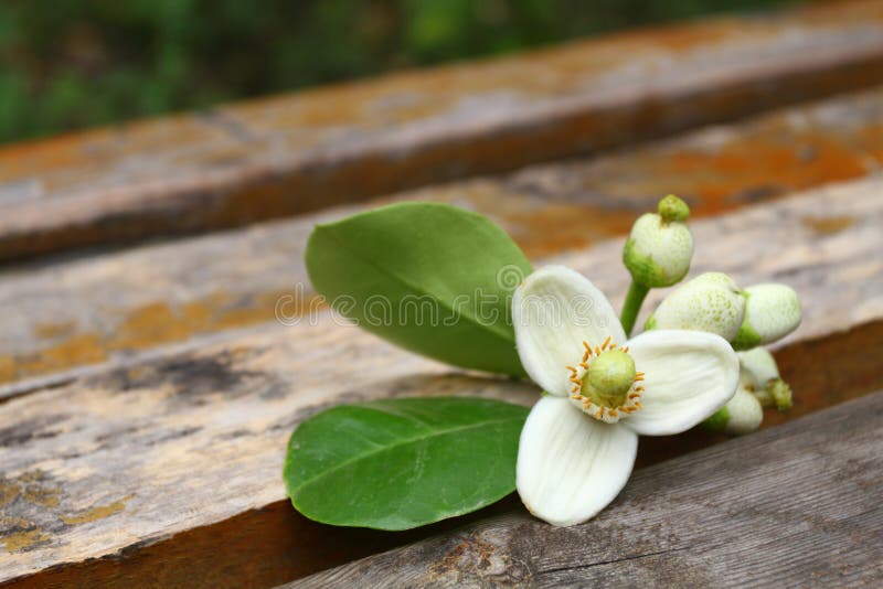 Flor de pomelo na cadeira de madeira imagens de stock