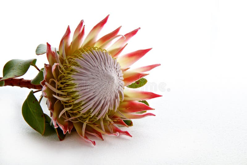 Flor do Protea isolada no fundo branco fotografia de stock Flor do Protea isolada no fundo branco fotografia de stock