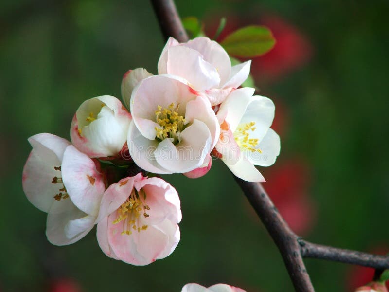 Peach blossom at No-worry-Lake(Moshou Lake) at Nanjing,Jiangsu provice of China. Peach blossom at No-worry-Lake(Moshou Lake) at Nanjing,Jiangsu provice of China