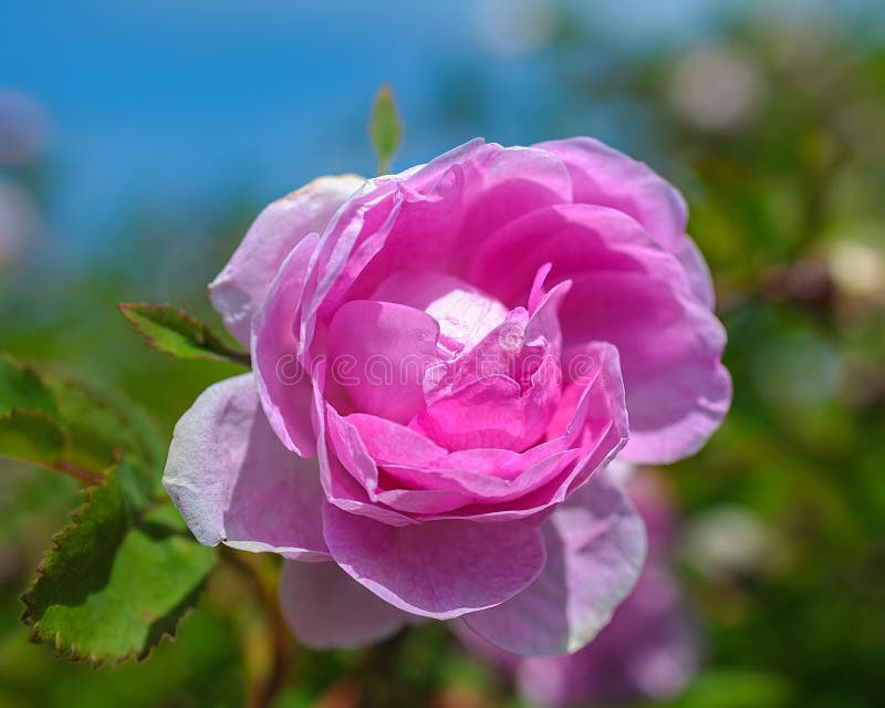 Flor do rosa cor-de-rosa de cão selvagem imagens de stock royalty free