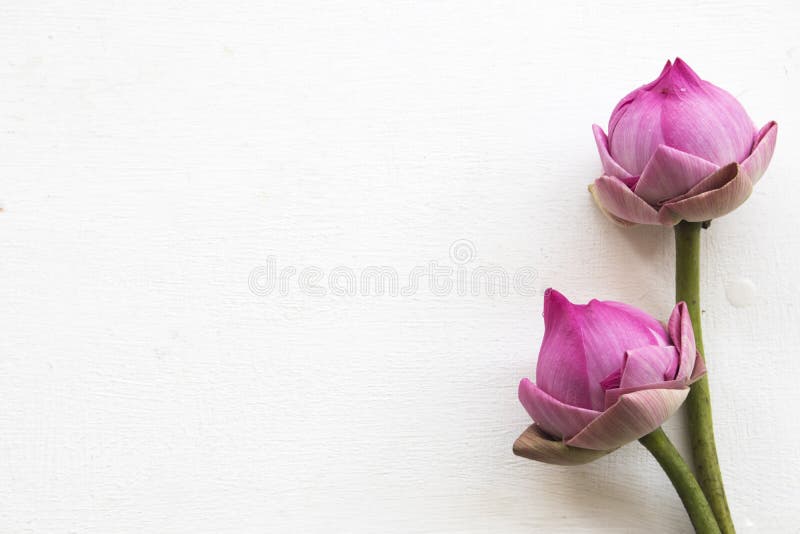 Flor do rosa de Lotus local do arranjo de Ásia no branco imagem de stock royalty free Flor do rosa de Lotus local do arranjo de Ásia no branco imagem de stock royalty free