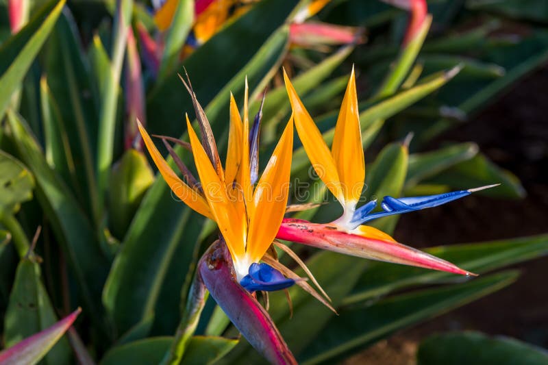 Flor do Strelitzia, o símbolo da ilha de Madeira imagem de stock royalty free Flor do Strelitzia, o símbolo da ilha de Madeira imagem de stock royalty free
