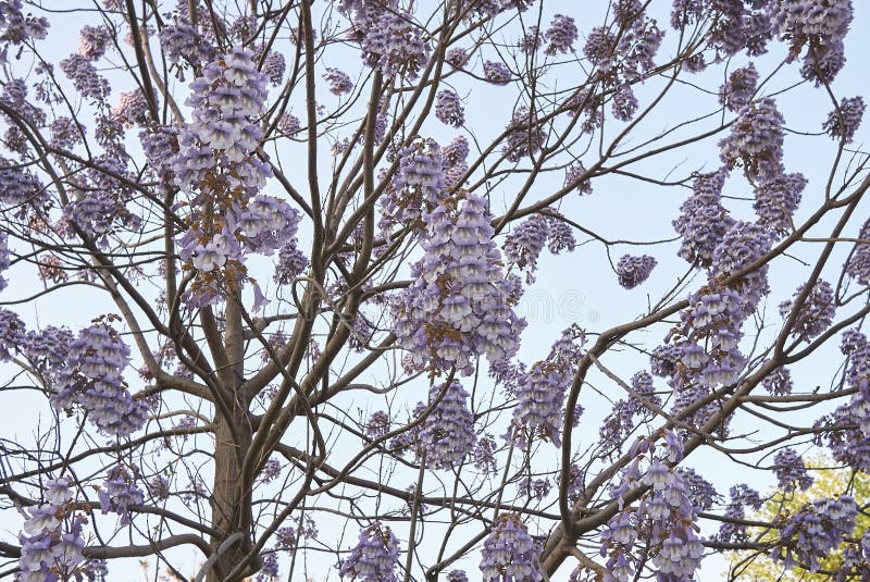 Flor do tomentosa do Paulownia fotografia de stock royalty free Flor do tomentosa do Paulownia fotografia de stock royalty free