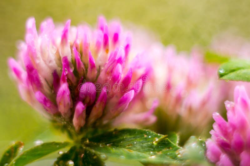 Fundo Floral. Pétalas De Flores Delicadas De Peões E Flores Imagem de Stock  - Imagem de flor, mola: 227661973