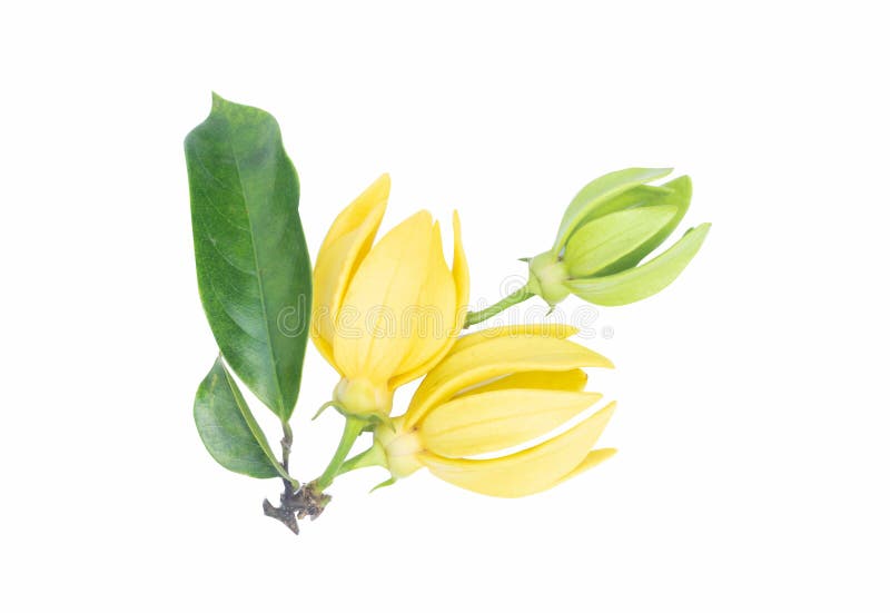 Flor do Ylang-Ylang, flor perfumada amarela no fundo branco