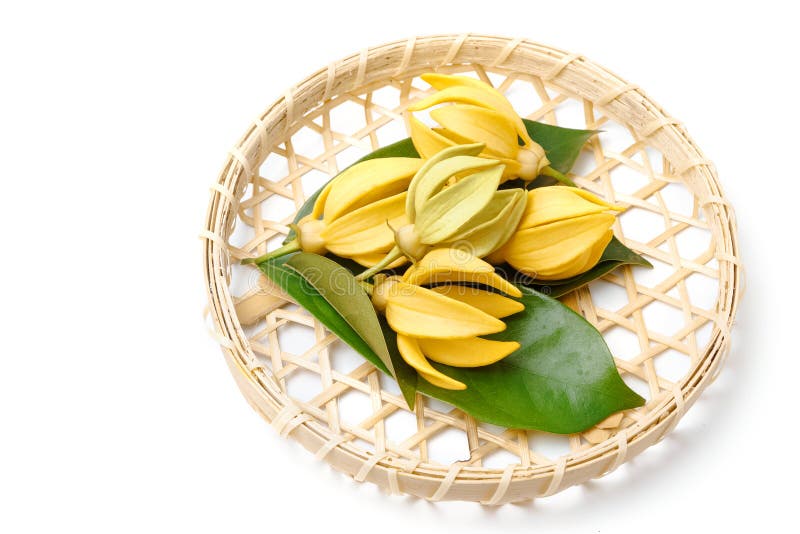 Flor do Ylang-Ylang, flor perfumada amarela