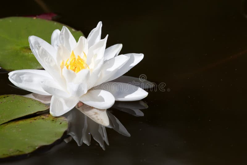 Flor dos lótus imagens de stock Flor dos lótus imagens de stock
