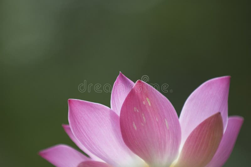 Flor dos lótus imagens de stock royalty free Flor dos lótus imagens de stock royalty free