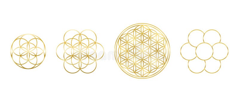 Golden Flower of Life, Seed and Egg of Life. Geometric figures, spiritual symbols and sacred geometry. Circles forming symmetrical flower-like patterns. Illustration over white. Vector. Golden Flower of Life, Seed and Egg of Life. Geometric figures, spiritual symbols and sacred geometry. Circles forming symmetrical flower-like patterns. Illustration over white. Vector.